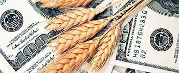 “Está siendo destrozada”: sexta suba consecutiva para el precio del trigo por los problemas para la cosecha