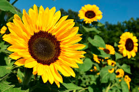 Rendimientos regionales superiores al promedio elevan la proyección de producción de girasol a 4,5 millones de toneladas