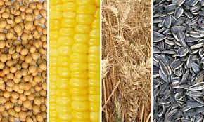 Jornada con subas por trigo y maíz disponible, sin precios abiertos por soja que cotizó $264.500 por tonelada