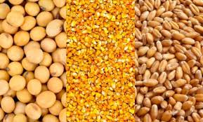 Jornada de granos locales con precios mayoritariamente estables por trigo y maíz y sin mayores novedades por soja