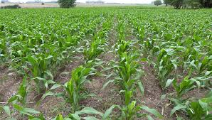 Mejora la condición hídrica sobre el centro-norte del área agrícola