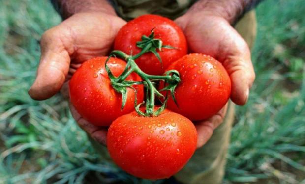 Los tomates de la nueva generación: frescos, inocuos y 4.0
