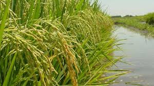 Entre Ríos espera la menor área cultivada de arroz de los últimos 20 años