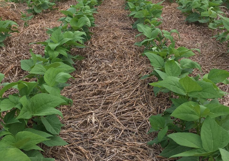 Poroto, un cultivo de ciclo corto que requiere soluciones rápidas