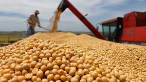 La Bolsa de Cereales porteña elevó la proyección productiva de soja 2019-2020 a 54.5 millones de toneladas