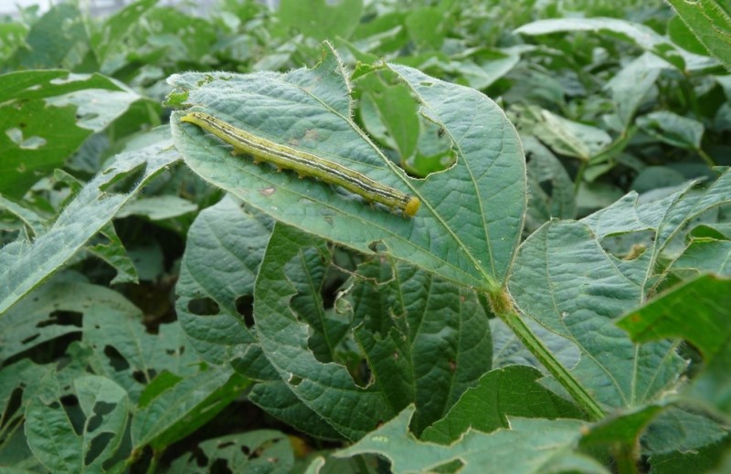 Soja: el INTA alerta por insectos que pueden afectar los rindes