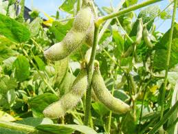 La soja 2019-2020 alcanzaría su segundo mejor rinde de la historia del cultivo