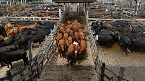 Por el coronavirus sólo se venden vacunos “al oído” hasta nuevo  aviso en el Mercado de Liniers