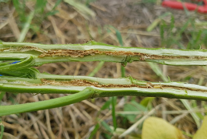 Detectan la presencia de mosca del tallo de la soja