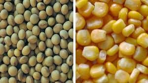 La siembra de maíz y soja es la más baja en 22 años