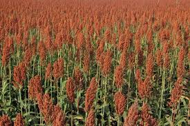 La siembra directa de sorgo campaña 2021-2022 alcanzó el 77 % del área sembrada y la densidad promedio fue de 199 mil plantas /Ha.