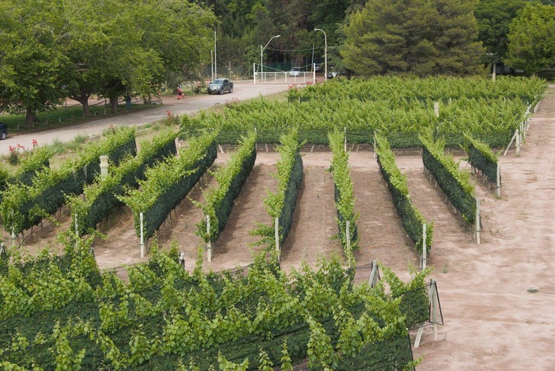 La calidad del Malbec depende de la orientación de la plantación