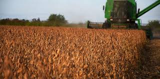 Nueva suba: La soja cerró a más de 438 dólares la tonelada en el contrato de enero en Chicago    