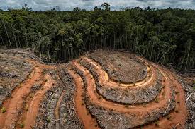 La clasificación de riesgo de deforestación de la Unión Europea, un instrumento controvertido