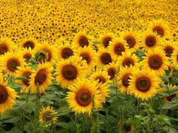 Ya está el ganador del Primer Lote de Girasol para la cosecha 2021/2022