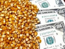 Dólar maíz: se mantiene elevado el nivel de negocios con los $62.000 que paga el mercado