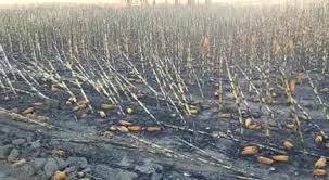 CARBAP repudia  actos vandálicos en el campo
