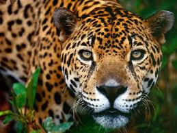 Alianza regional para la conservación del yaguareté: oficializan la Iniciativa Jaguar presentada por Argentina y países de la región