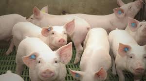 ¿Otro año de crecimiento de la producción de cerdos?