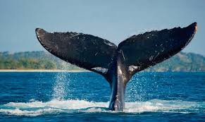 Ballenas: claves frente al Cambio Climático y para la Economía Azul