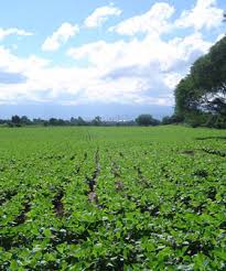 El riego por goteo revoluciona la producción tabacalera en Salta