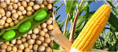 Productores de soja y maíz de América del Sur en contra de la ley antideforestación de la Unión Europea