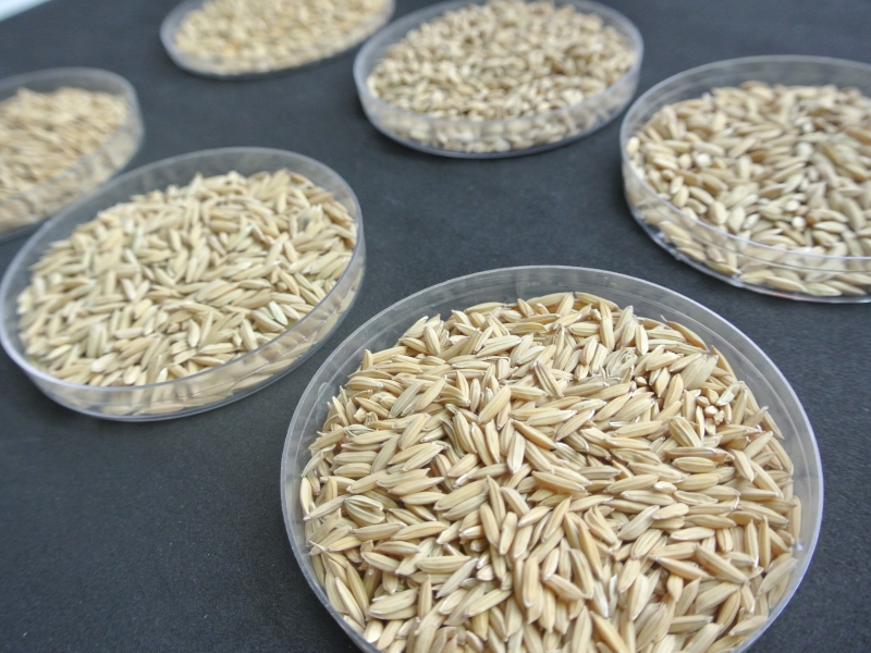 El INTA lidera el mejoramiento genético del arroz en el país
