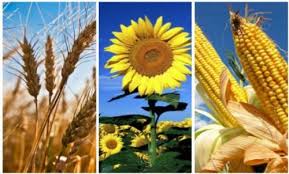 Inició la campaña de siembra del girasol 2025/26 y terminó la implantación nacional de trigo
