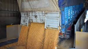 La cosecha de cereales sería récord en el ciclo 2021/22