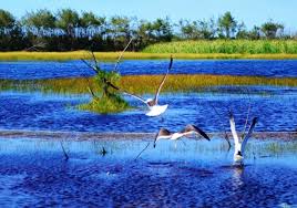 Apertura de sesiones en el Congreso: una nueva oportunidad para llevar adelante los proyectos ambientales olvidados
