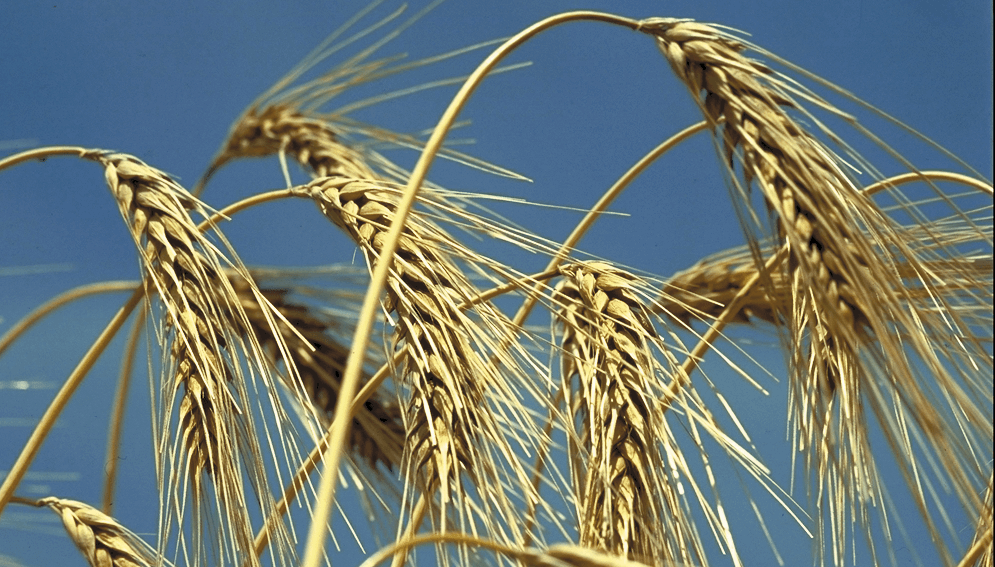 Finalizó la siembra de los cereales de invierno 2021-2022