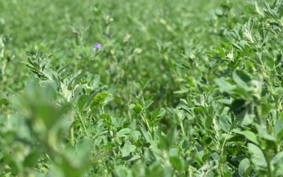 Indican aplicar menos fósforo que lo habitual en alfalfa