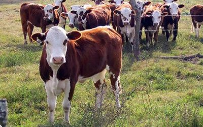 La prevención de enfermedades en bovinos aporta calidad a la producción láctea argentina