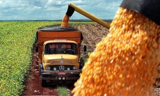 ﻿Agricultura estima una cosecha histórica que superará los 62 millones de toneladas de maíz y sorgo