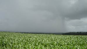 Señalan que luego de las lluvias, mejoró el escenario productivo