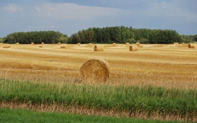 Agricultura creó el Plan Estratégico del sector de la Producción Orgánica