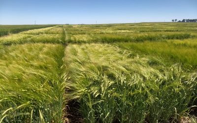 El INTA y Cervecería y Maltería Quilmes impulsan la producción de cebada agroecológica