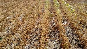 El costo de la sequía 2022/23 ya asciende a más de US$ 14.140 millones para los productores de soja, trigo y maíz