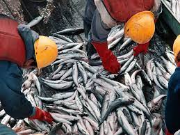 La actividad pesquera tuvo un crecimiento interanual del 12,3%