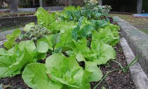 Huerta: 9 recomendaciones para producir en la temporada otoño-invierno.