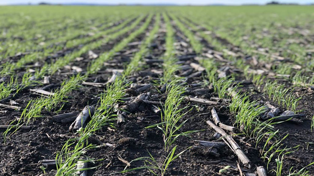 La condición hídrica continúa cayendo en gran parte del área agrícola