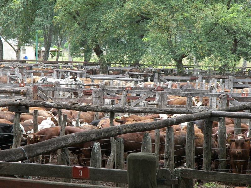 Pequeños productores ganaderos tienen su propio remate-feria