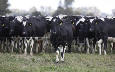 Es tambero: hace la leche orgánica de una alimenticia que invirtió US$16,5 millones