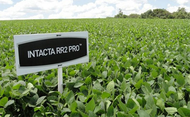 Bayer abandona el negocio de las semillas y biotecnología de soja en la Argentina