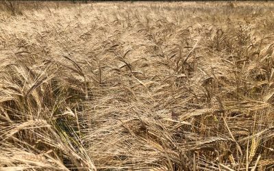 La agroecología es una opción competitiva y sostenible