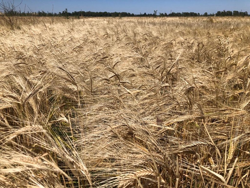 La agroecología es una opción competitiva y sostenible