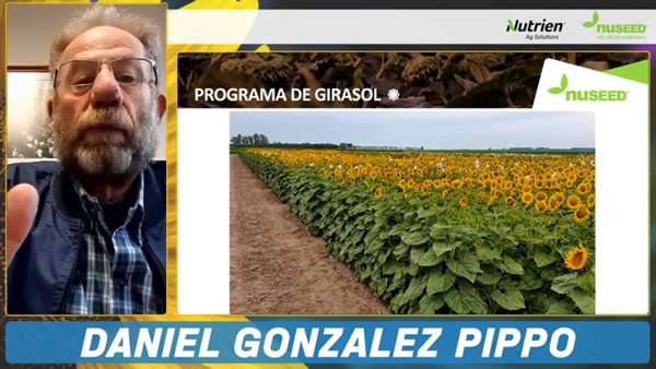 El girasol va a ser este año el mercado más dinámico de los commodities