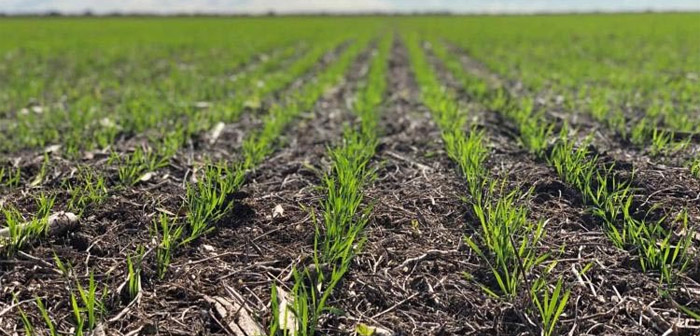 Tras las precipitaciones, mejora la condición de la fina sobre el centro y sur del área agrícola