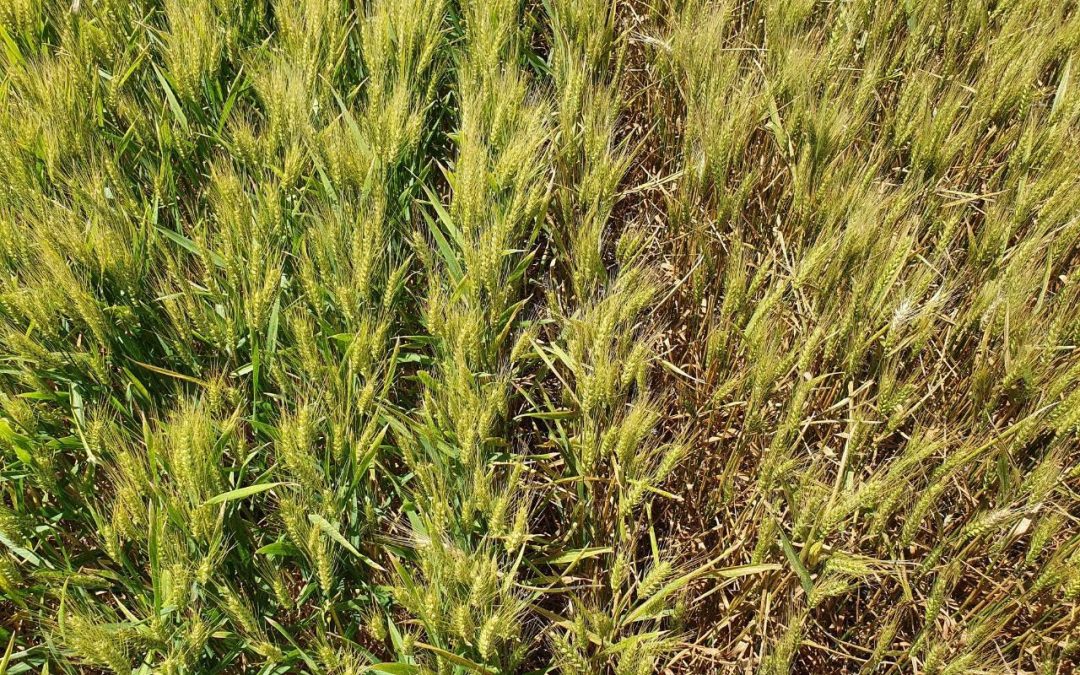 Al finalizar la siembra de Trigo, hay que prevenir enfermedades