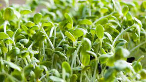 Se afirman posibilidades para la alfalfa y el heno de calidad
